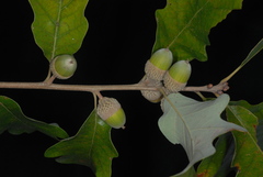 Quercus × stelloides