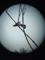 Crinifer zonurus