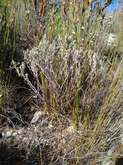 Indigofera hannariae