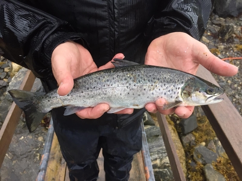 Sea trout (Salmo trutta trutta) — Salmonidae — 4