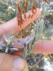 Indigofera hannariae