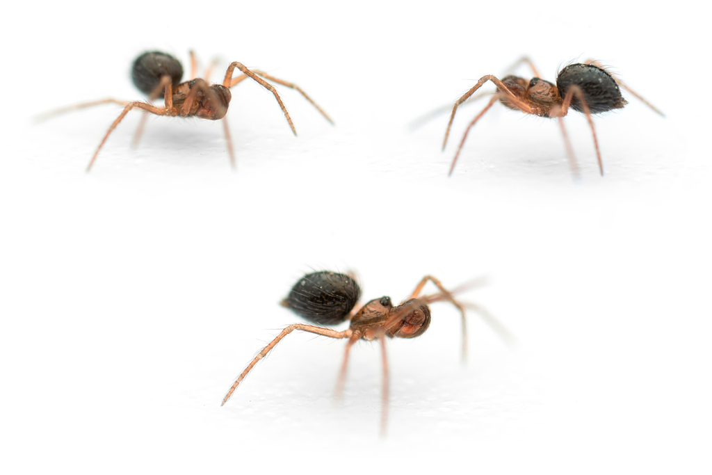 Cepheia longiseta