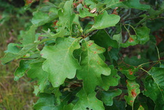 Quercus × stelloides