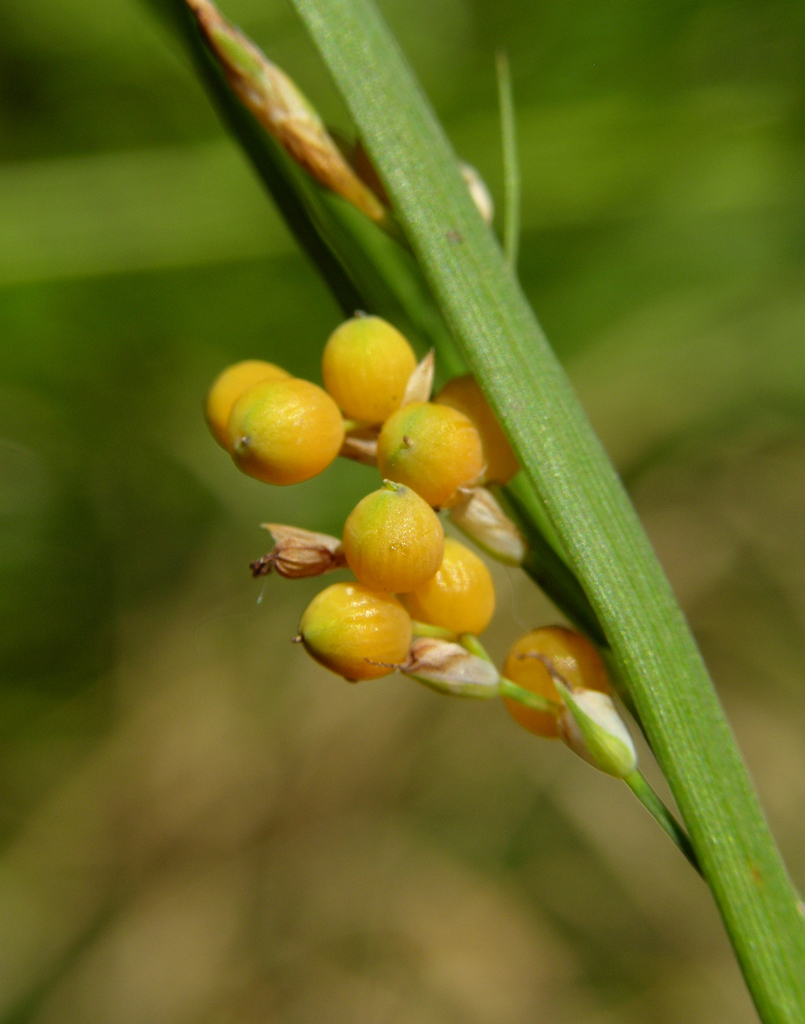 Cariceae