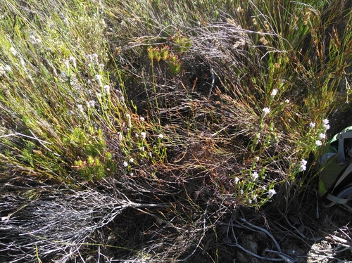 Image of Heath Spoon by (c) Brian du Preez, some rights reserved (CC BY-SA)