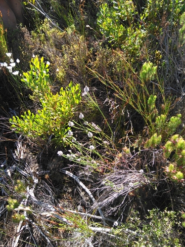 Image of Heath Spoon by (c) Brian du Preez, some rights reserved (CC BY-SA)