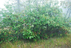 Quercus × stelloides