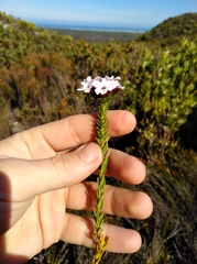Adenandra obtusata