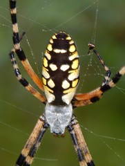 Argiope aurantia image