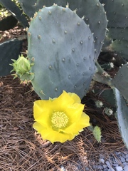 Opuntia tunoidea