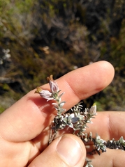 Amphithalea tomentosa