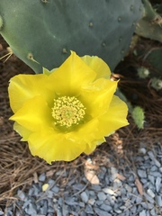 Opuntia tunoidea