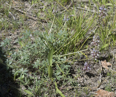 Lupinus lepidus sellulus