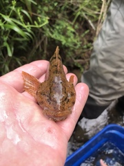 Cottus kanawhae
