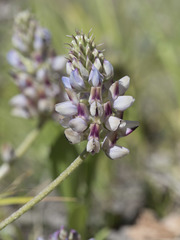 Lupinus lepidus sellulus