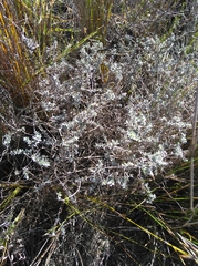 Amphithalea tomentosa