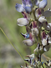 Lupinus lepidus sellulus