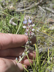 Lupinus lepidus sellulus