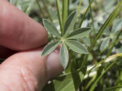 Lupinus lepidus sellulus