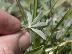 Lupinus lepidus sellulus