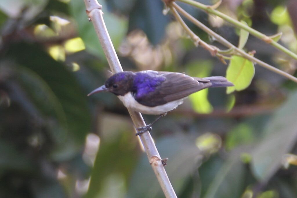Western Violet-backed Sunbird photo