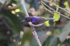 Western Violet-Backed Sunbird photo 1