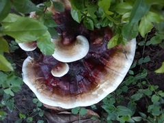 Ganoderma