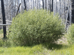 Salix lemmonii