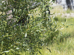 Salix lemmonii