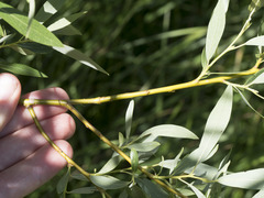Salix lemmonii