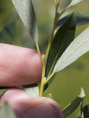 Salix lemmonii