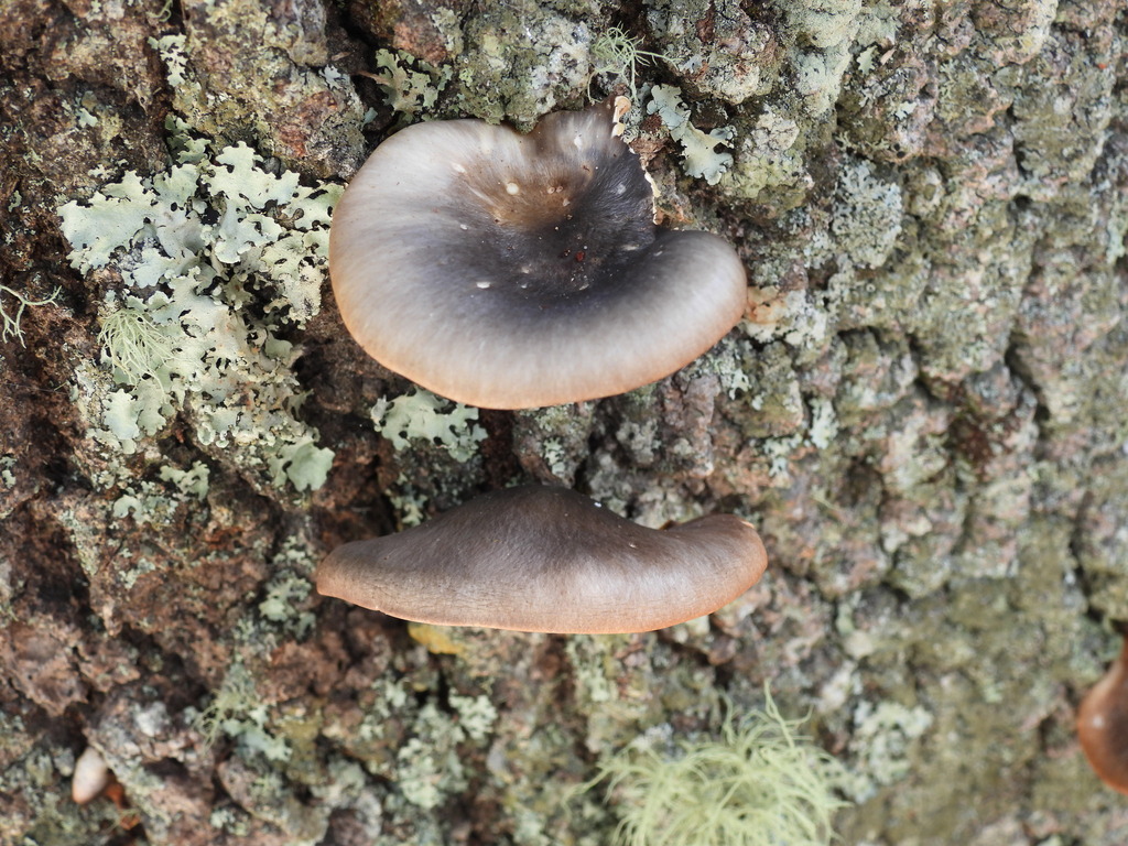 Omphalotus nidiformis · April 2025 · photo: © hatwise (iNaturalist, cc-by)