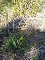 Aristea palustris