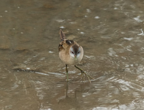Polluela bastarda (Zapornia parva)