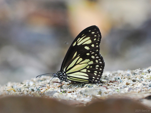 Manado Yellow Tiger