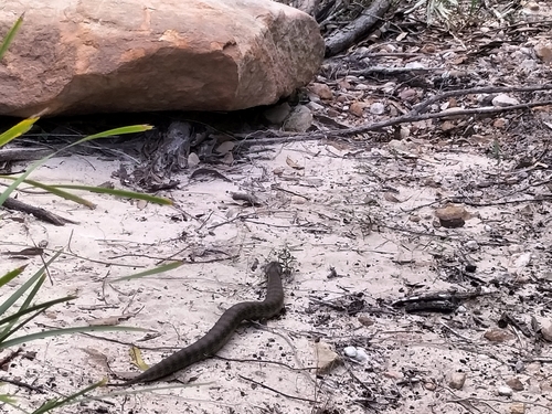 Southern Death Adder sighting