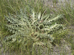 Cirsium scariosum