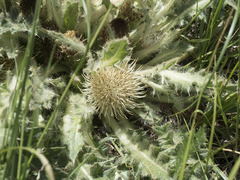 Cirsium scariosum