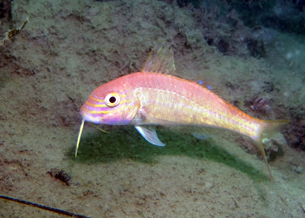 Stott's goatfish (Upeneichthys stotti) — Mullidae