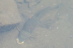Catostomus catostomus