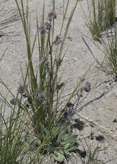 Phacelia mutabilis