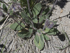 Phacelia mutabilis