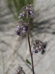 Phacelia mutabilis