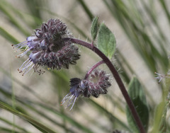Phacelia mutabilis