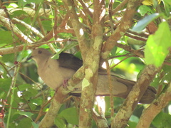 Patagioenas plumbea