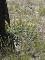 Lupinus angustiflorus
