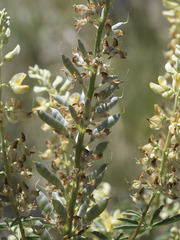 Lupinus angustiflorus
