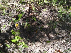 Rhynchosia ferulifolia