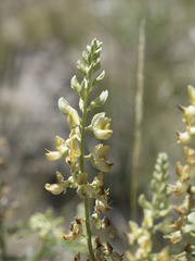 Lupinus angustiflorus