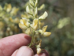 Lupinus angustiflorus